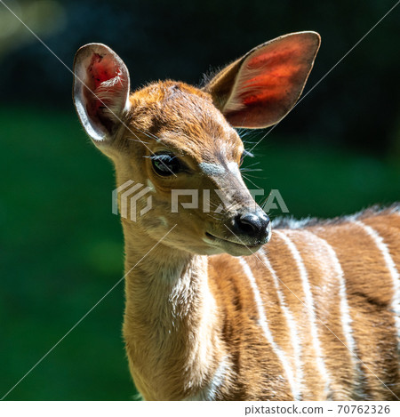 Baby Nyala Antelope - Tragelaphus angasii. Wild life animal. Baby Nyala Antelope - Tragelaphus angasii. Wild life animal. 70762326