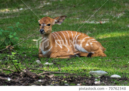 Baby Nyala Antelope - Tragelaphus angasii. Wild life animal. Baby Nyala Antelope - Tragelaphus angasii. Wild life animal. 70762348