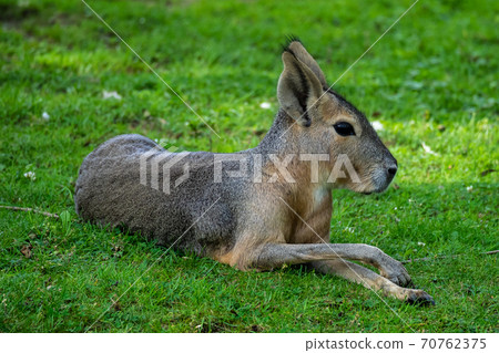 Patagonian Mara, Dolichotis patagonum are large relatives of guinea pigs Patagonian Mara, Dolichotis patagonum are large relatives of guinea pigs 70762375