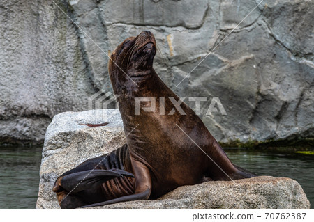 The South American sea lion, Otaria flavescens in the zoo 70762387