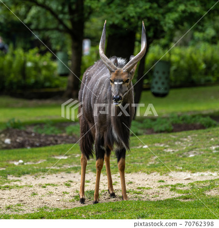 Nyala Antelope - Tragelaphus angasii. Wild life animal. 70762398