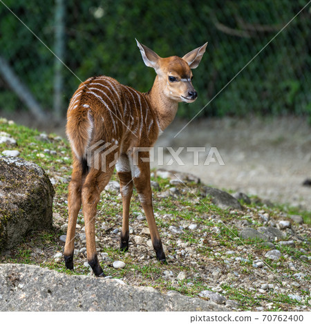 Baby Nyala Antelope - Tragelaphus angasii. Wild life animal. 70762400