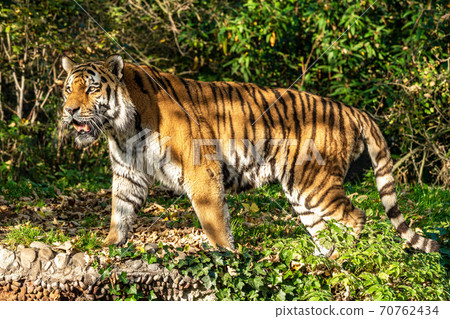 The Siberian tiger,Panthera tigris altaica in the zoo The Siberian tiger,Panthera tigris altaica in the zoo 70762434