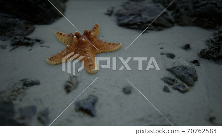 Starfish on sandy beach at sunset Starfish on sandy beach at sunset 70762583