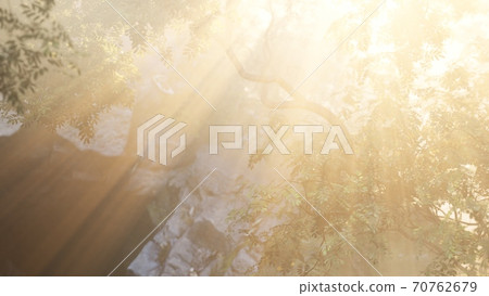 Foggy forest in early morning 70762679