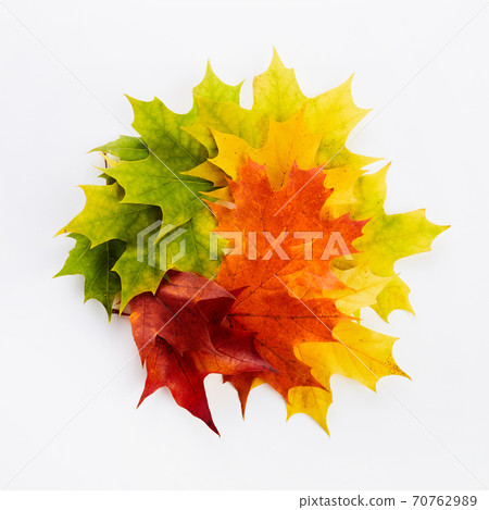 Autumn leaves rainbow color gradient. Autumn season change concept. 70762989