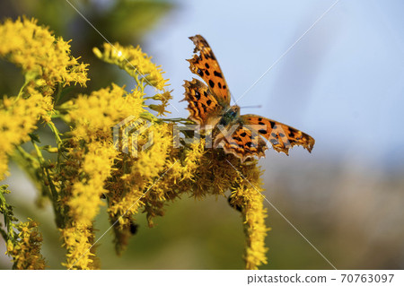 Comma butterfly that perches on Solidago altissima and sucks honey 70763097
