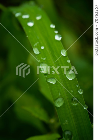Drops of morning dew are rolling on the leaves. 70763257
