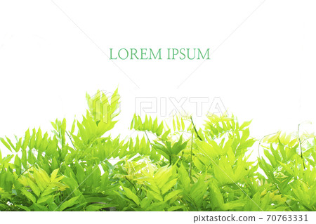 Fresh green image Fresh green image 70763331