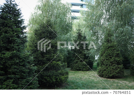 City park with spruces in bright day 70764851