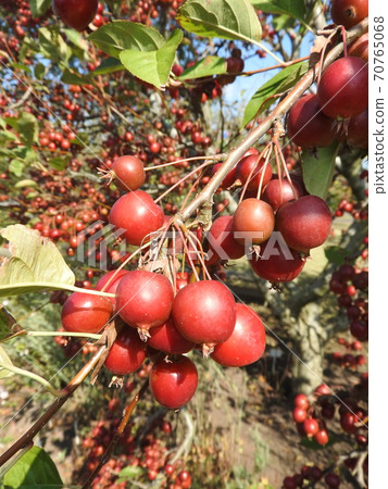 “姬蘋果”,這是富有成效的 “姬蘋果”,這是富有成效的 70765068