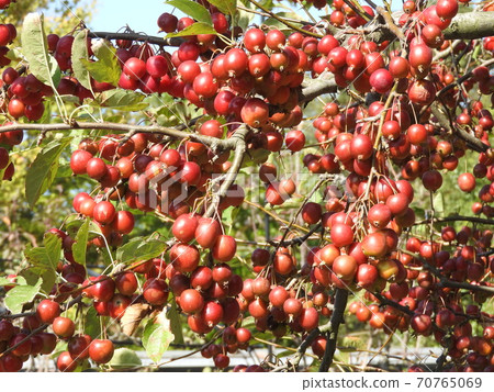 “姬蘋果”,這是富有成效的 “姬蘋果”,這是富有成效的 70765069