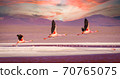 Flamingos flying over Laguna Colorada, Bolivia at sunset 70765075