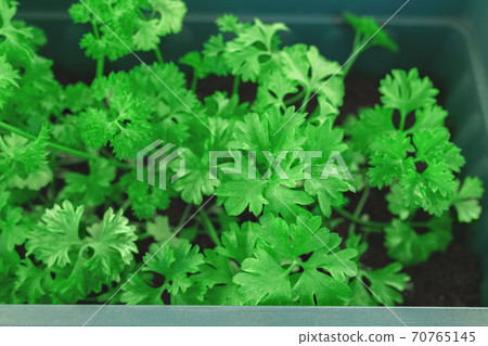green spice herb parsley grown in home pot 70765145