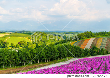 初夏的美瑛，北海道，四季彩之丘 70765475