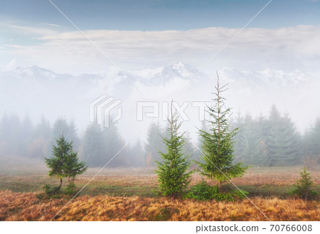 Morning fog creeps with scraps over autumn mountain forest covered in gold leaves. Snowy peaks of majestic mountains in the background Morning fog creeps with scraps over autumn mountain forest covered in gold leaves. Snowy peaks of majestic mountains in the background 70766008