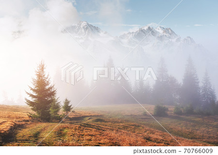 Morning fog creeps with scraps over autumn mountain forest covered in gold leaves. Snowy peaks of majestic mountains in the background Morning fog creeps with scraps over autumn mountain forest covered in gold leaves. Snowy peaks of majestic mountains in the background 70766009