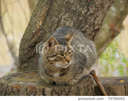 tabby mustachioed cat 70766082