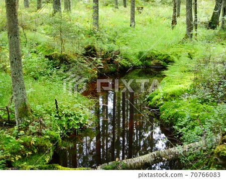 mysterious autumn forest reflected in the water mysterious autumn forest reflected in the water 70766083