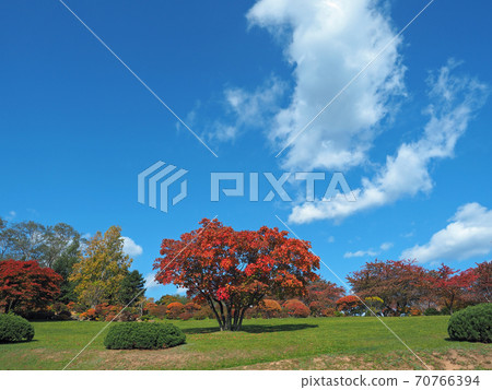 小樽手宮綠化植物園秋葉 小樽手宮綠化植物園秋葉 70766394