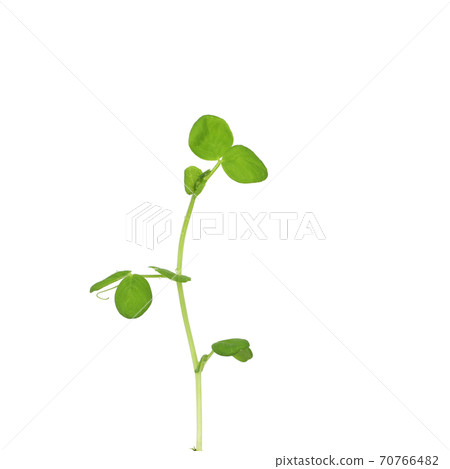Young winged bean Psophocarpus tetragonolobus green sprout growing with isolated white background 70766482