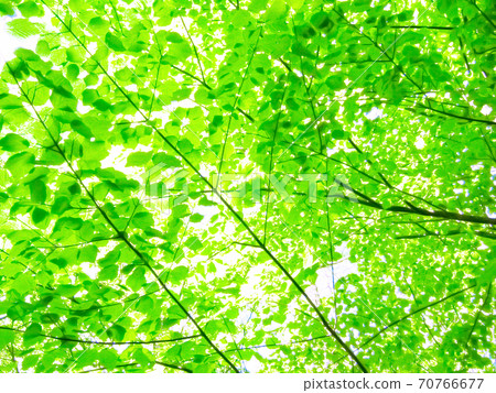 Forest bath dazzling fresh green 70766677