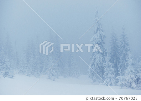 Frozen winter forest in the fog. Pine tree in nature covered with fresh snow Carpathian, Ukraine Frozen winter forest in the fog. Pine tree in nature covered with fresh snow Carpathian, Ukraine 70767025