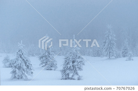 Frozen winter forest in the fog. Pine tree in nature covered with fresh snow Carpathian, Ukraine Frozen winter forest in the fog. Pine tree in nature covered with fresh snow Carpathian, Ukraine 70767026