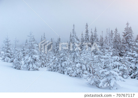 Frozen winter forest in the fog. Pine tree in nature covered with fresh snow Carpathian, Ukraine 70767117