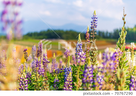 Biei, Hokkaido, Shikisai no Oka in early summer 70767290