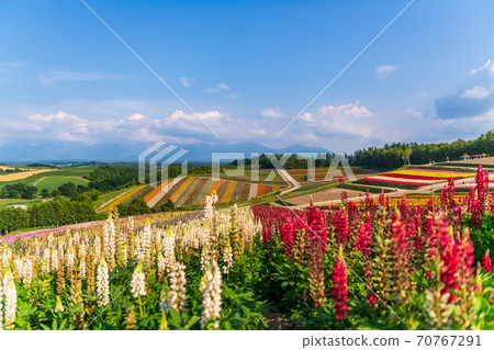 Biei, Hokkaido, Shikisai no Oka in early summer 70767291