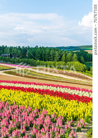 Biei, Hokkaido, Shikisai no Oka in early summer Biei, Hokkaido, Shikisai no Oka in early summer 70767588