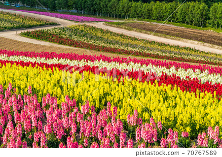 初夏的美瑛，北海道，四季彩之丘 70767589