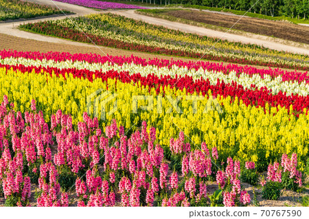 初夏的美瑛,北海道,四季彩之丘 初夏的美瑛,北海道,四季彩之丘 70767590