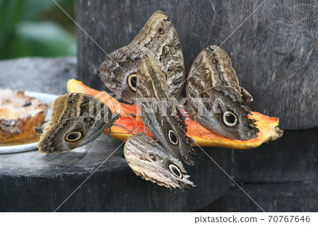 A flock of owls approaching papaya fruits in the Amazon region Brazil 70767646