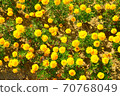 小黃花 70768049