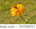 黃花黃色蝴蝶 70768051