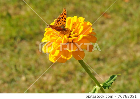 黃花黃色蝴蝶 黃花黃色蝴蝶 70768051