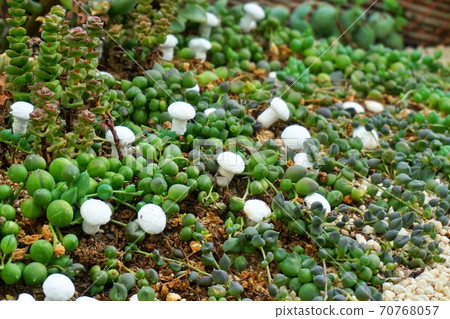 Small cute white mushroom Small cute white mushroom 70768057