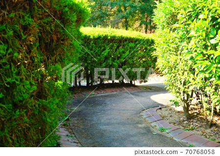 Green road in the park Green road in the park 70768058