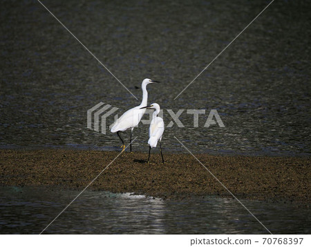 Daisuke and Kosagi 70768397