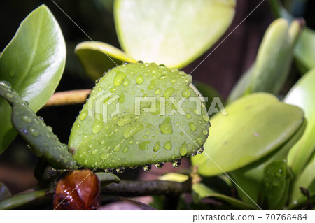 Raindrops on leaves after the rain has stopped Raindrops on leaves after the rain has stopped 70768484