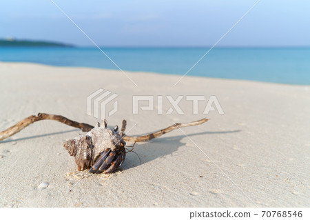 Hermit crab walking on a tropical sandy beach Hermit crab walking on a tropical sandy beach 70768546