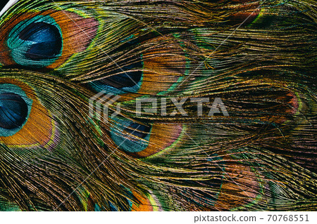Feathers of tropical peacock bird. Macro, close-up view. Beautiful animals. color accuracy of nature Feathers of tropical peacock bird. Macro, close-up view. Beautiful animals. color accuracy of nature 70768551