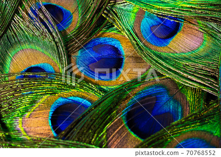 Feathers of tropical peacock bird. Macro, close-up view. Beautiful animals. color accuracy of nature Feathers of tropical peacock bird. Macro, close-up view. Beautiful animals. color accuracy of nature 70768552