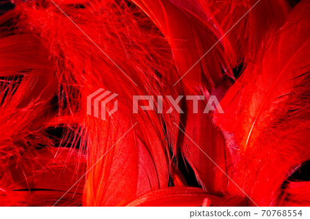 Beautiful background of red tropical birds feathers. Bird natural pattern. Close-up top view Beautiful background of red tropical birds feathers. Bird natural pattern. Close-up top view 70768554
