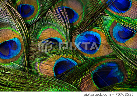 Feathers of tropical peacock bird. Macro, close-up view. Beautiful animals. color accuracy of nature Feathers of tropical peacock bird. Macro, close-up view. Beautiful animals. color accuracy of nature 70768555