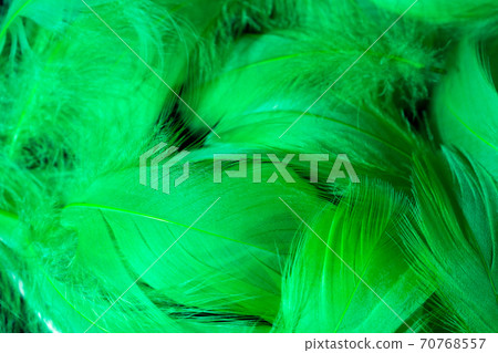 Beautiful background of green tropical birds feathers. Bird natural pattern. Close-up top view 70768557