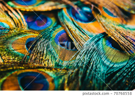 Feathers of tropical peacock bird. Macro, close-up view. Beautiful animals. color accuracy of nature Feathers of tropical peacock bird. Macro, close-up view. Beautiful animals. color accuracy of nature 70768558