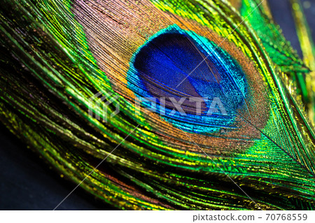 Feathers of tropical peacock bird. Macro, close-up view. Beautiful animals. color accuracy of nature Feathers of tropical peacock bird. Macro, close-up view. Beautiful animals. color accuracy of nature 70768559